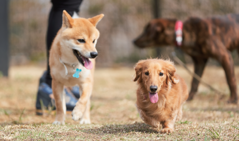 愛犬と泊まれるホテル