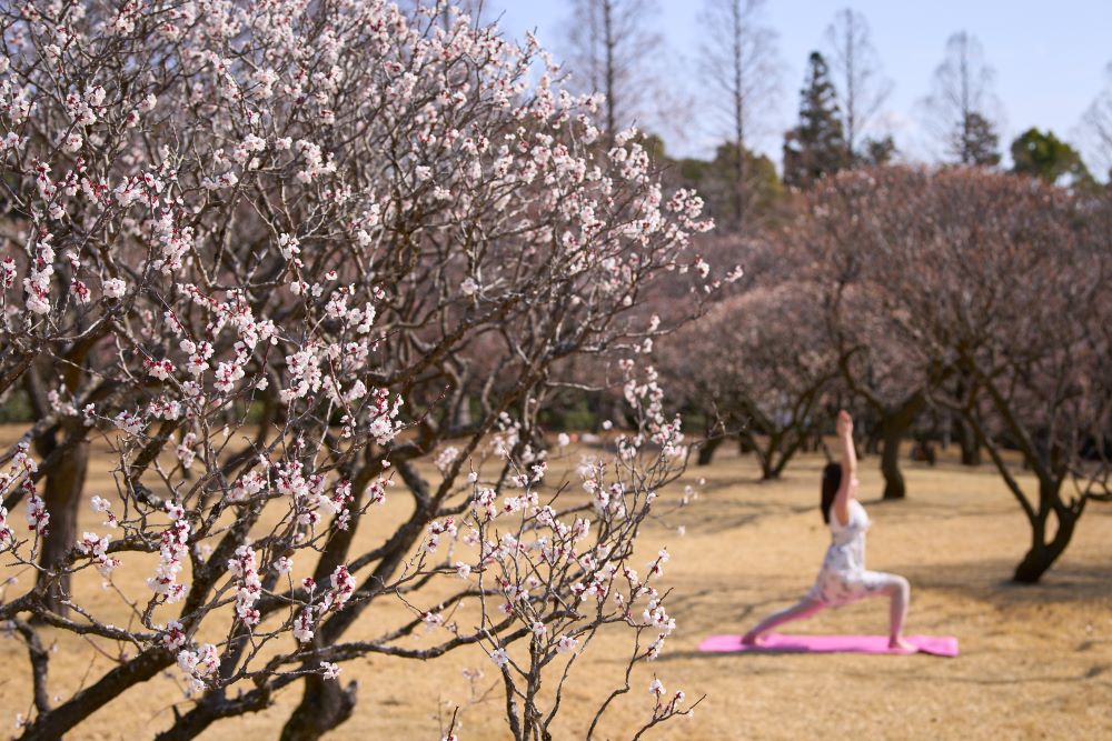 咲き誇る梅の中で行うウェルネスイベント「梅のピクニックBOXランチ付きヨガ」