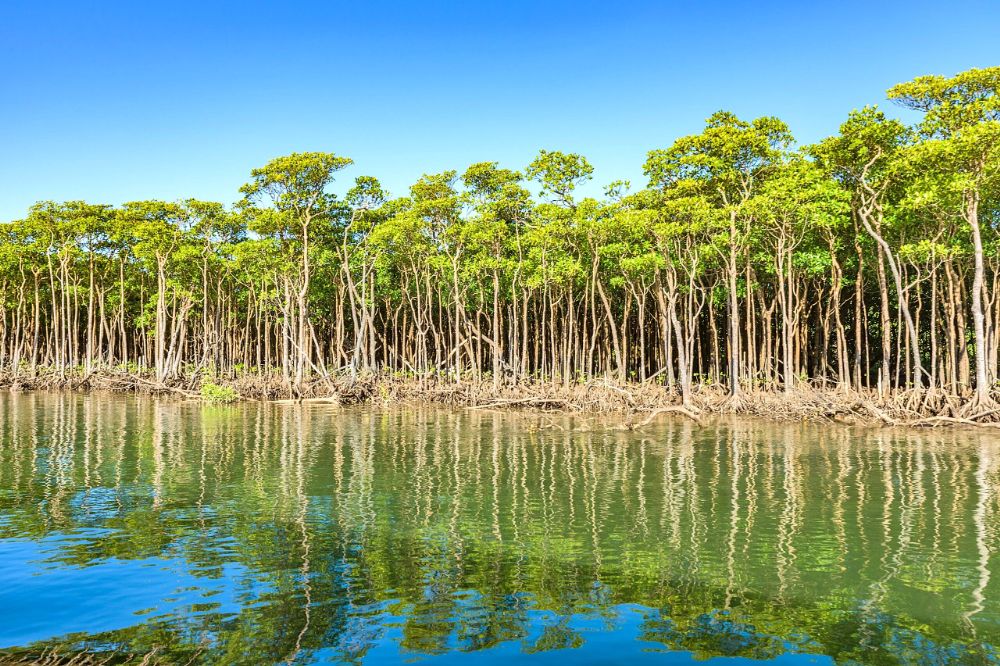 奄美大島、徳之島、沖縄島北部及び西表島