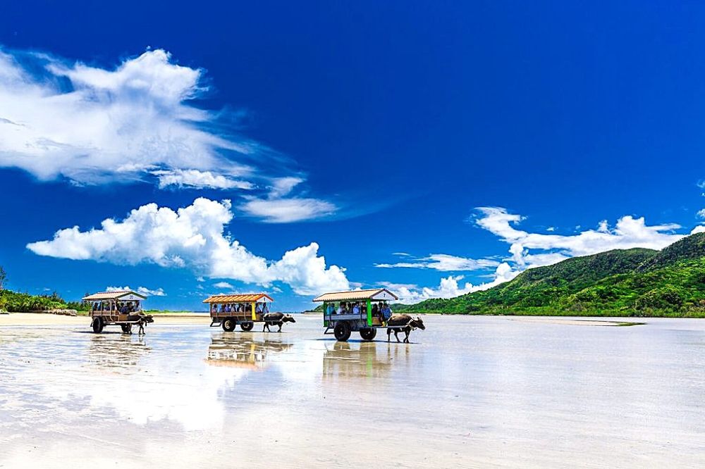 奄美大島、徳之島、沖縄島北部及び西表島