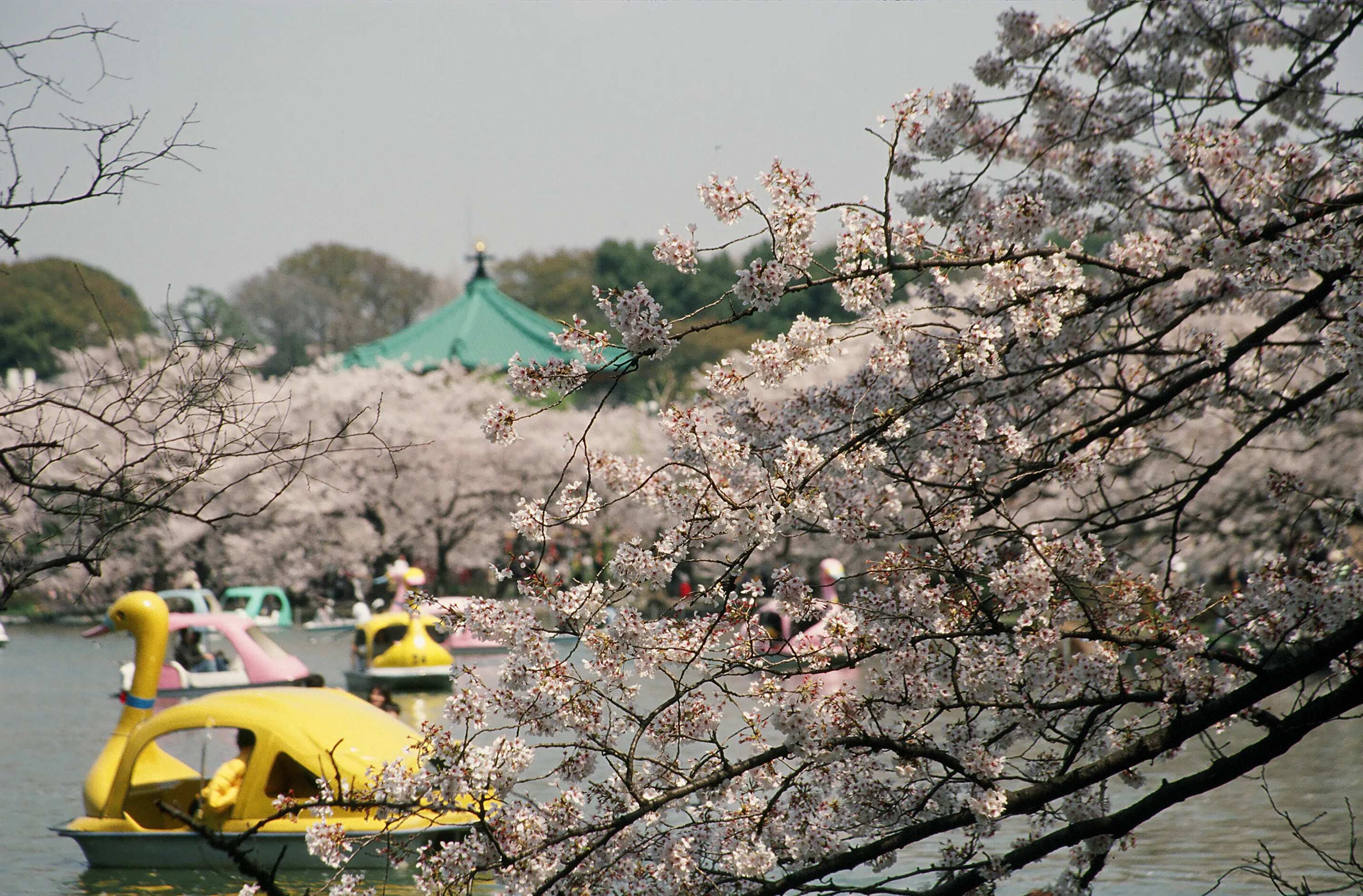 上野公園の桜