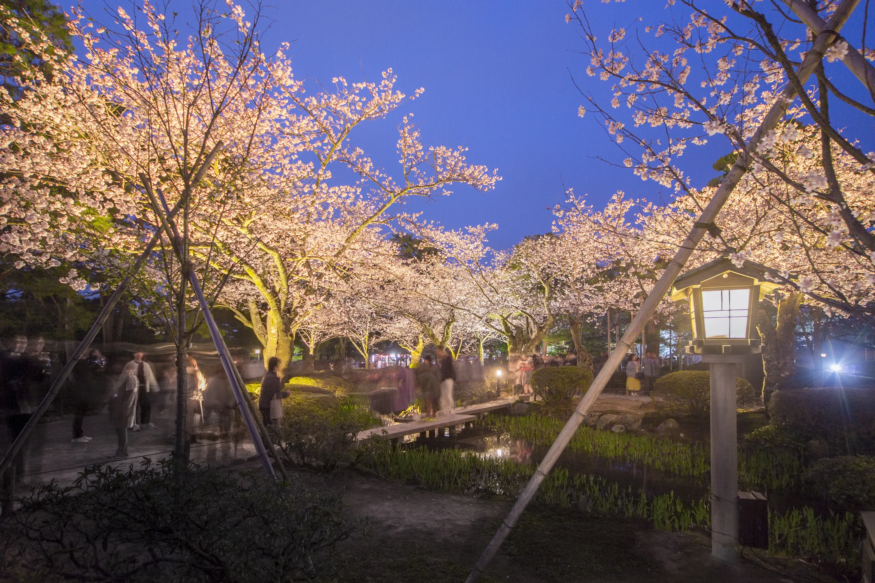 兼六園のライトアップされた夜桜