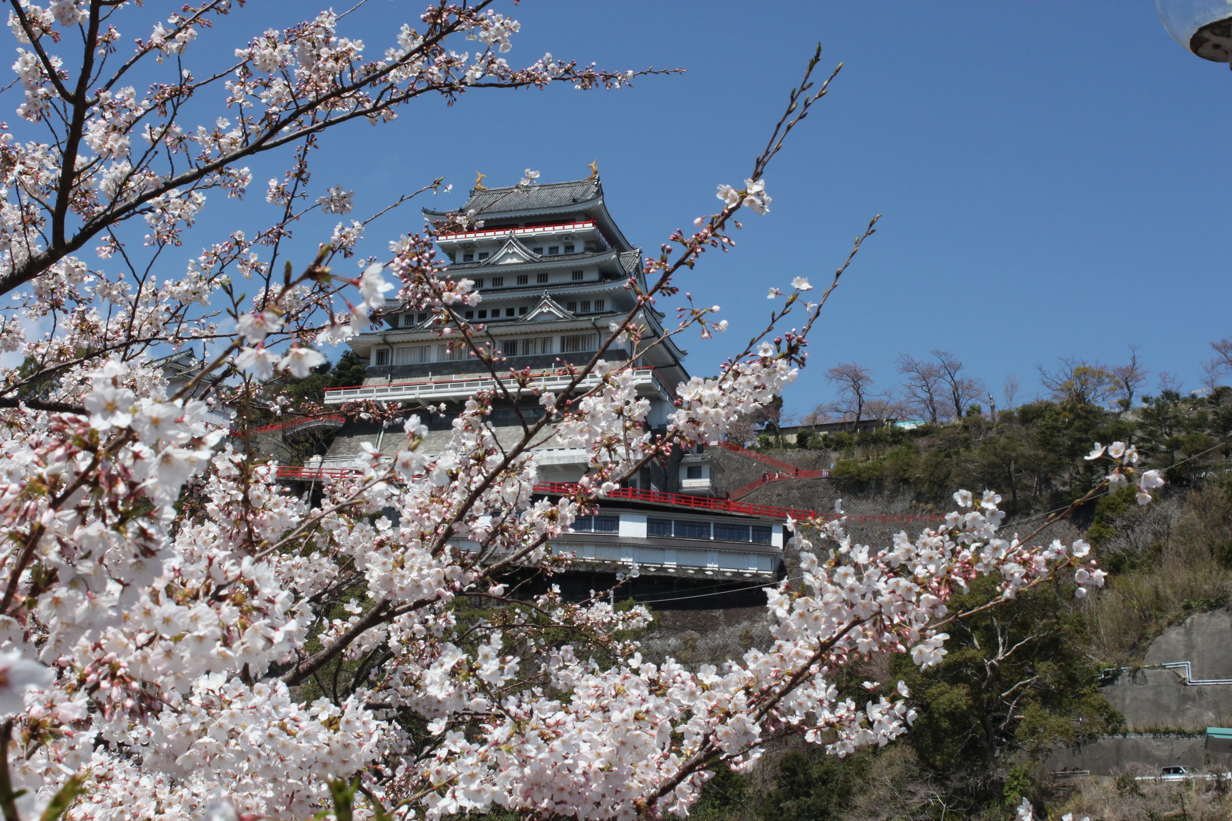 熱海城と桜