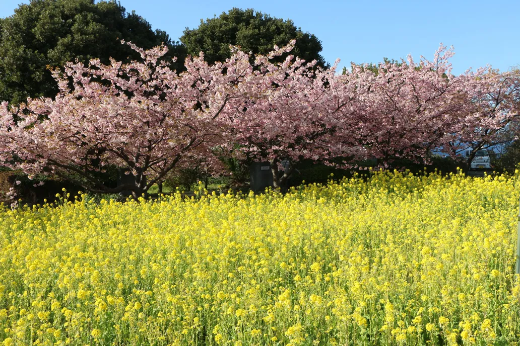 修善寺梅林から望む富士山