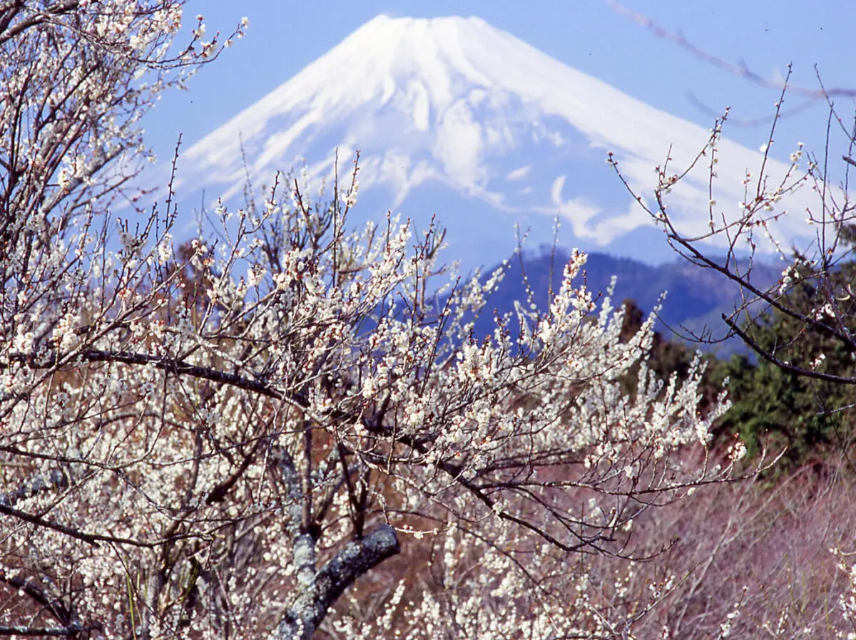 河津桜と菜の花