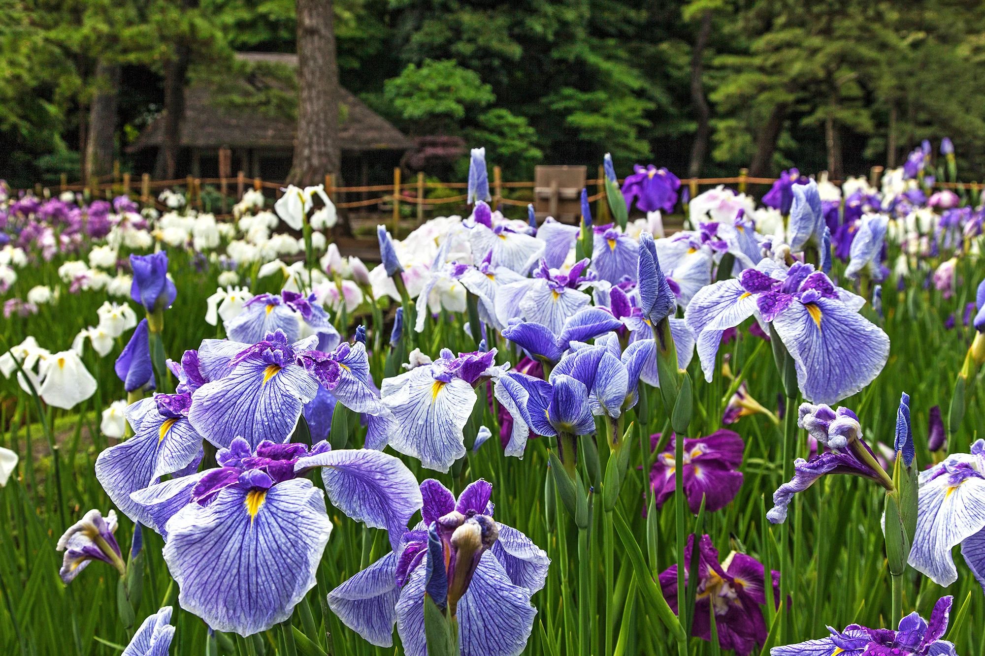 小石川後楽園の花菖蒲と丸八屋