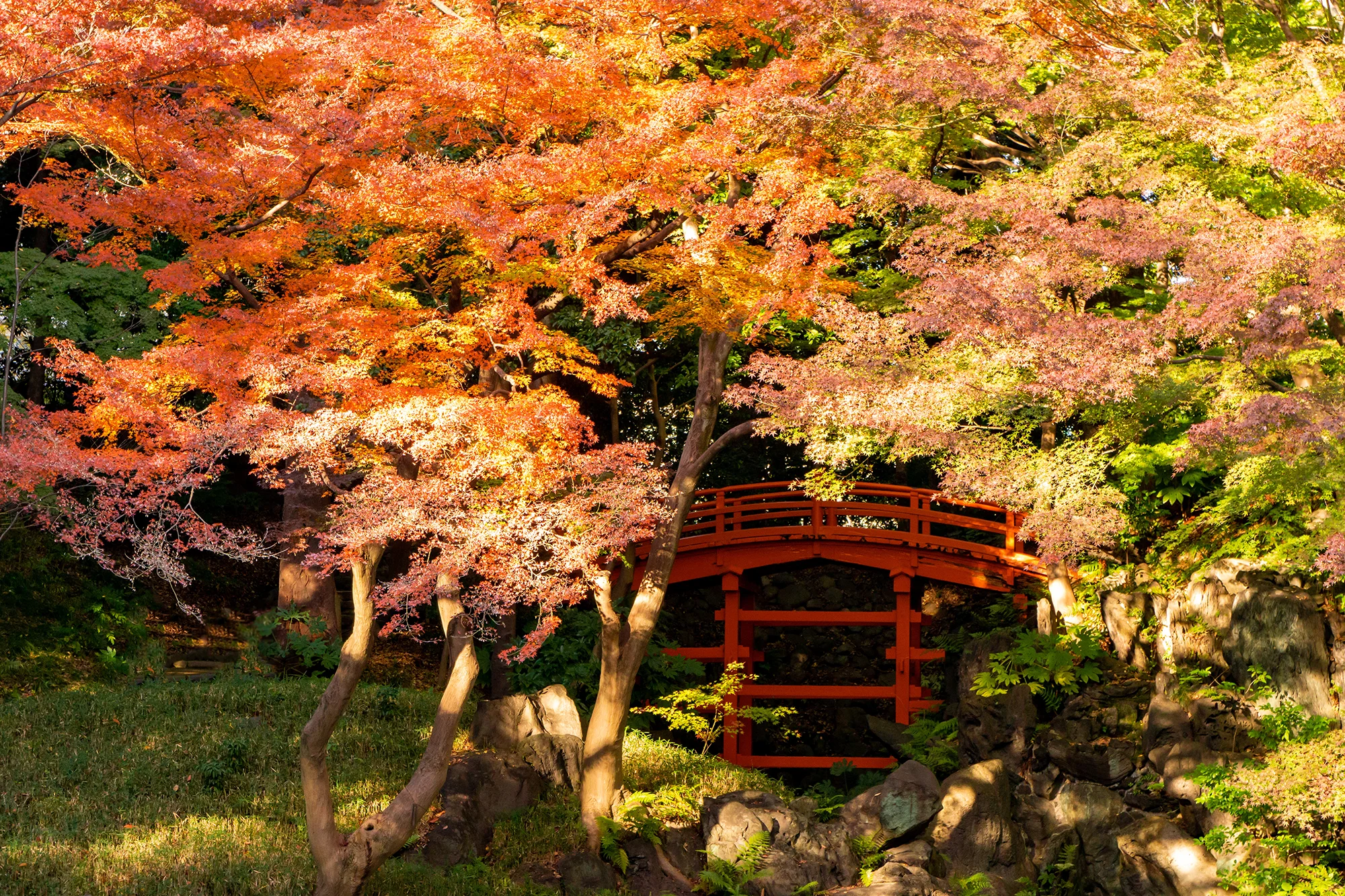 小石川後楽園の紅葉