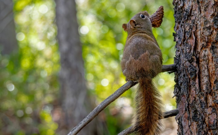 生物多様性の存続のために